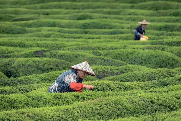 West Lake Longjing: The Complete Masterclass (Harvest to Whisking)