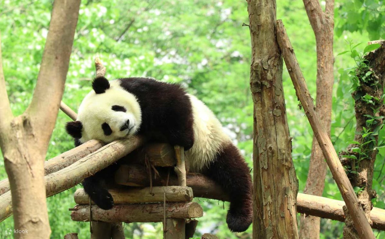 Chengdu Cyber City in 1 Day