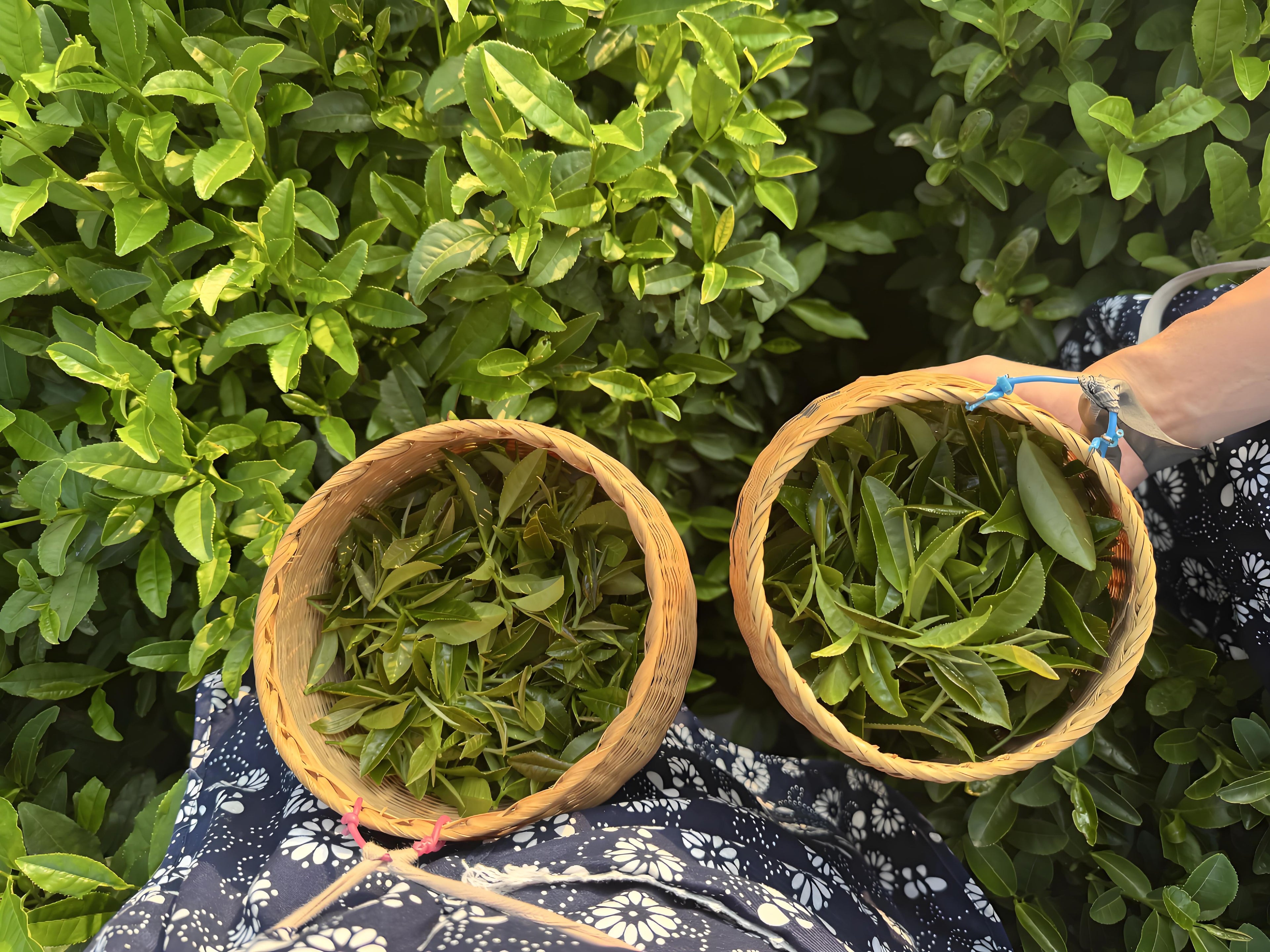 West Lake Longjing: The Complete Masterclass (Harvest to Whisking)