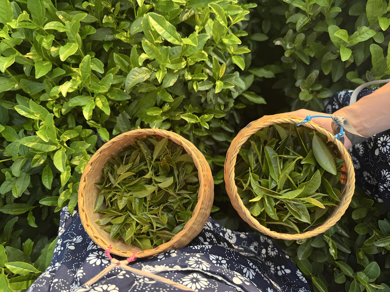 West Lake Longjing: The Complete Masterclass (Harvest to Whisking)