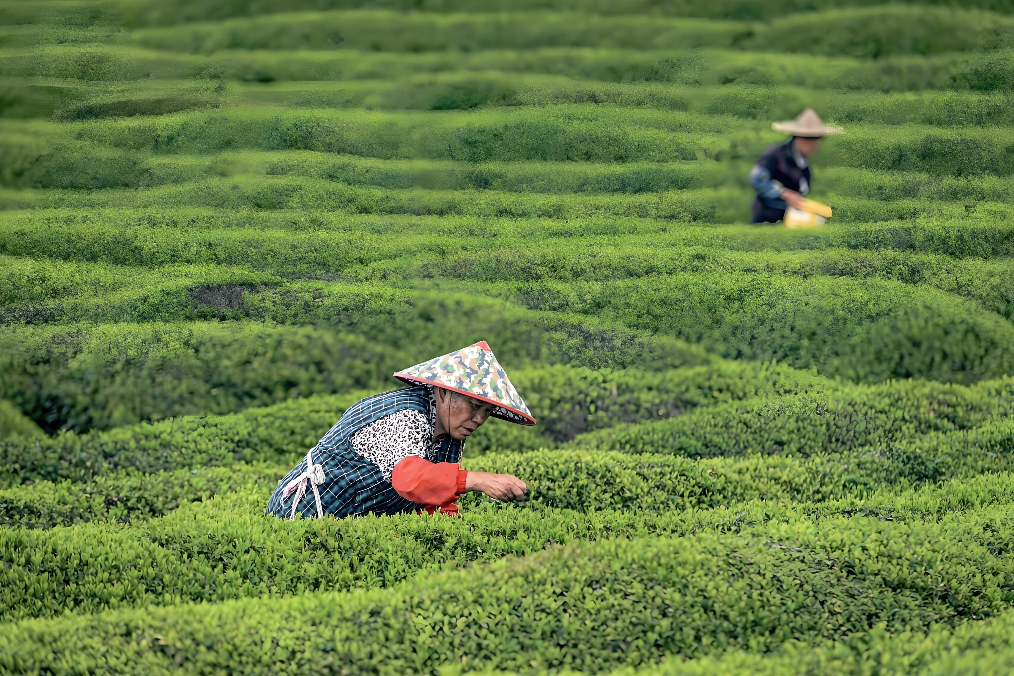 West Lake Longjing: The Complete Masterclass (Harvest to Whisking)