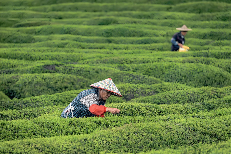 West Lake Longjing: The Complete Masterclass (Harvest to Whisking)