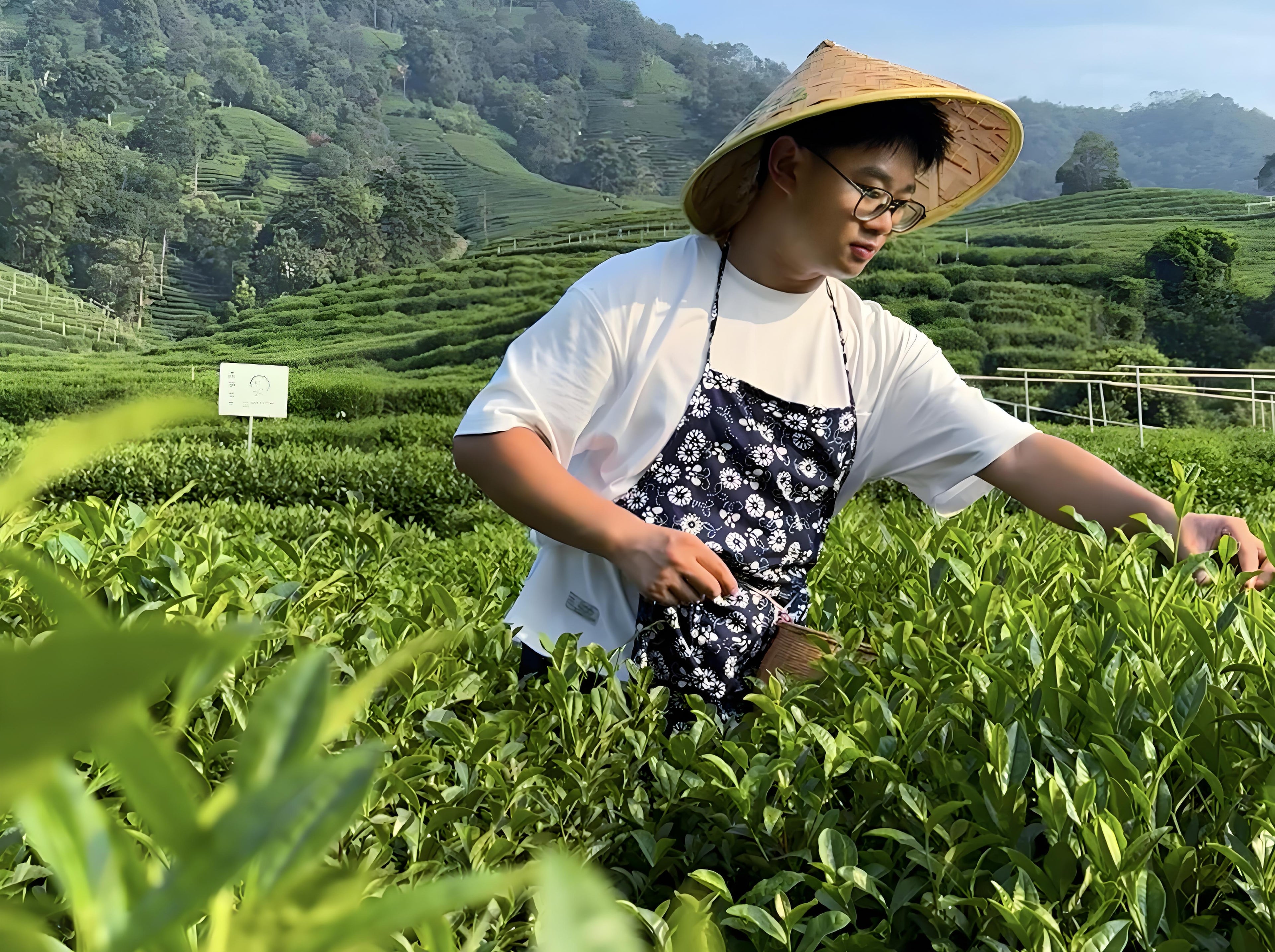 West Lake Longjing: The Complete Masterclass (Harvest to Whisking)